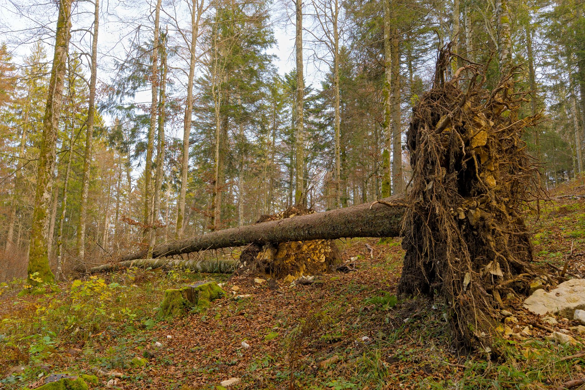 Enlèvement arbre urgence équipe à Compiègne